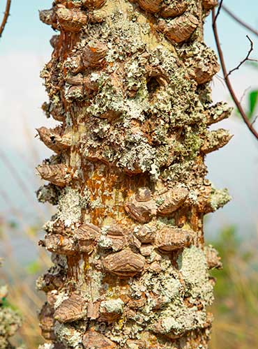 Textura árbol del Bioparque Moncora